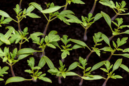 tomato seedlings growing in a greenhouse - selective focus, copy spaceの写真素材