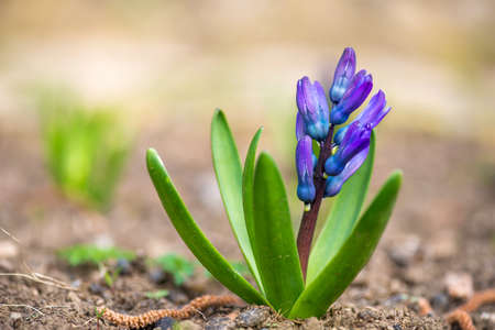 Purple hyacinth in early spring garden - selective focus, copy spaceの写真素材