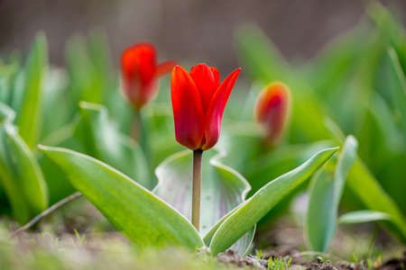 Red tulips in a spring garden - selective focus, copy space