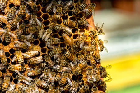 The queen bee swarm - selective focus