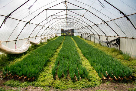 Growth of onions inside a greenhouse - selective focus
