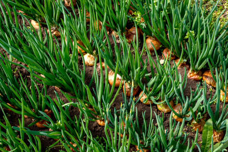 close-up of onion plantation in a hothouse - selective focus, top viewの写真素材