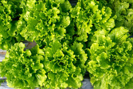 Fresh lettuce in a hothouse - top viewの写真素材