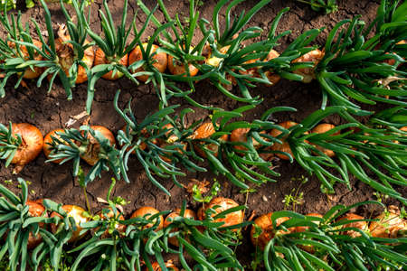 close-up of onion plantation in a hothouse - selective focus, top viewの写真素材