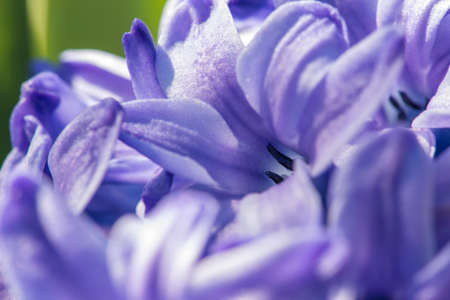 Extreme close-up purple hyacinth in early spring garden - selective focus, copy spaceの写真素材