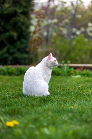 White cat sitting on green grass in the garden - copy spaceの写真素材