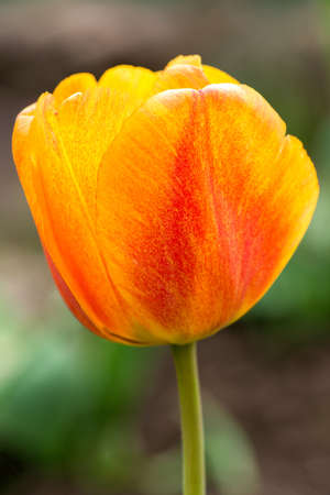 extreme close up of a yellow tulip - selective focusの写真素材