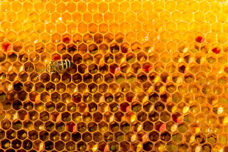 closeup of bees on honeycomb in apiary - selective focus, copy spaceの写真素材