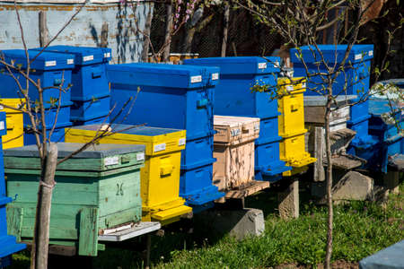 hives in the apiary - selective focusの写真素材