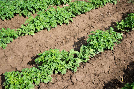 Rows of young potato plants on the field - selective focus, copy spaceの写真素材