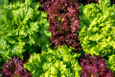 Fresh Lollo Rosso Lettuce In The Gardenの写真素材