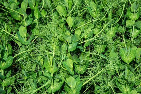 Fresh pea plants in an early spring garden - copy space