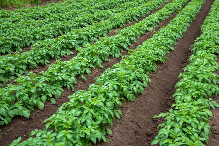 Rows of young potato plants on the field - selective focus, copy spaceの写真素材