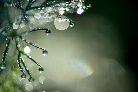Abstract composition with  dew drops over plants - selective focus, copy spaceの写真素材