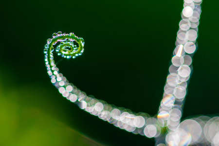Abstract composition with  dew drops over pea plants - selective focus, copy space