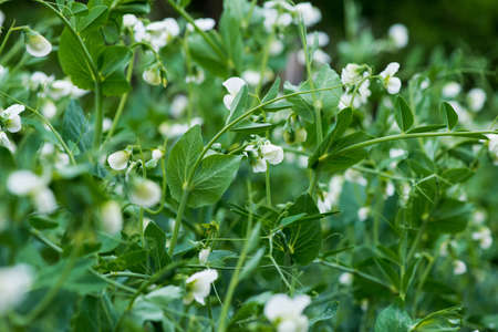 Fresh pea plants in an early spring garden - copy space