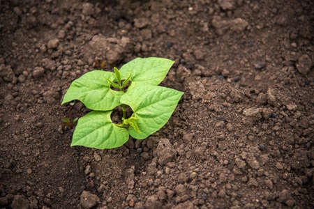 Arrayの写真素材