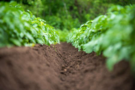 Arrayの写真素材