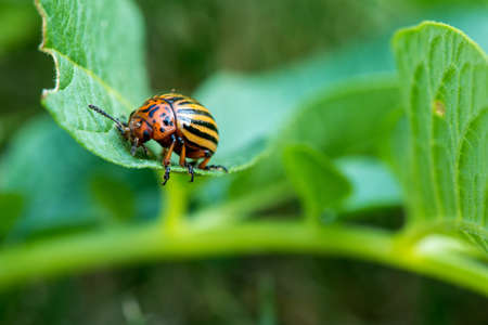 The Colorado potato beetles (Leptinotarsa decemlineata) also known as the Colorado beetle destroy potato plants and cause huge damage to farmsの写真素材
