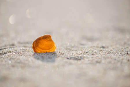 Shells on the beach - selective focus, copy space