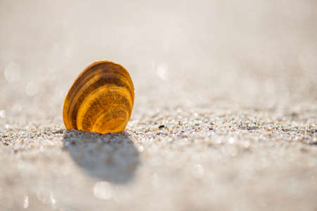 Shells on the beach - selective focus, copy spaceの写真素材