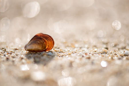 Shells on the beach - selective focus, copy spaceの写真素材