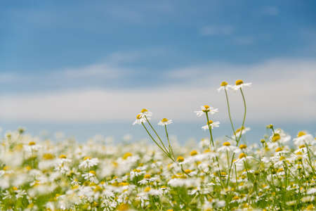 Blooming chamomile on the field - selective focus, copy space