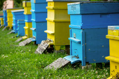 Hives in the apiary - selective focusの写真素材
