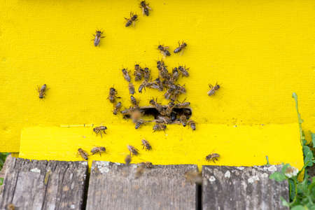 Hives in the apiary - selective focus