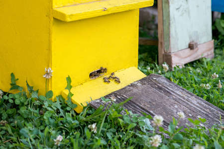 Hives in the apiary - selective focus