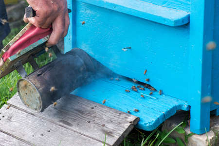 Hives in the apiary - selective focus