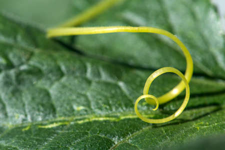 Macro of a plant spiral - selective focusの写真素材