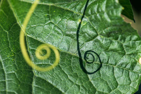 Macro of a plant spiral - selective focus