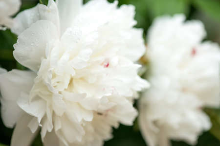 Close-up of white peonies in a spring garden - selective focusの写真素材