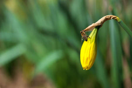 Blooming spring flowers daffodils in early spring garden - selective focus, copy spaceの写真素材