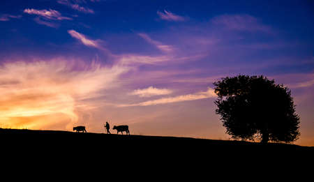 Silhouette of shepherd, cows and tree against sunset skyの写真素材