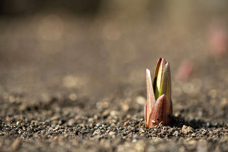 Sprouted plants in a spring garden - selective focus, copy spaceの写真素材