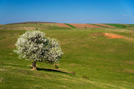 Alone blossoming tree in a spring field - selective focus, copy spaceの写真素材