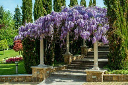 Wisteria flowers. spring nature backgroundの写真素材