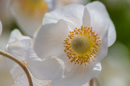 White Ranunculus flower or Buttercup - selective focus, natural composition