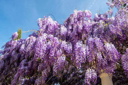 Wisteria flowers. spring nature backgroundの写真素材