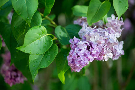 Close up of blossoming lilac branches in spring - selective focus, copy spaceの写真素材