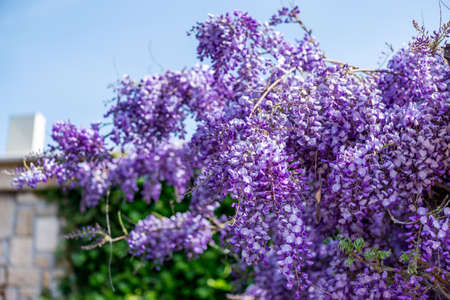 Wisteria flowers. spring nature backgroundの写真素材