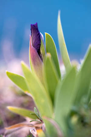 Wild Iris - selective focus, copy spaceの写真素材