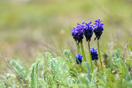 blooming flowers in a spring field - selective focus, copy space