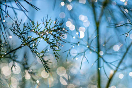 Abstract composition with  dew drops over plants - selective focus, copy space