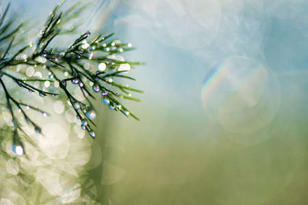 Abstract composition with  dew drops over plants - selective focus, copy spaceの写真素材