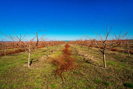 Spring garden with peach trees and pruned branchesの写真素材