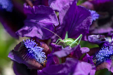 Wild Iris and a green grasshopper in it - selective focus, copy spaceの写真素材