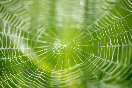 Abstract blur of a spider net over green background